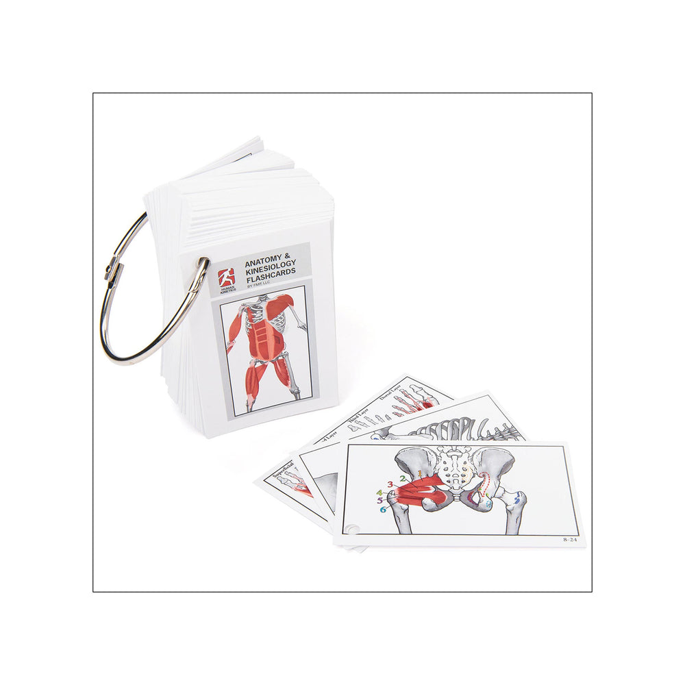 Anatomy & Kinesiology Flashcards