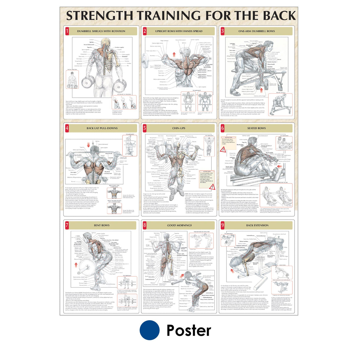 Strength Training for the Back Poster