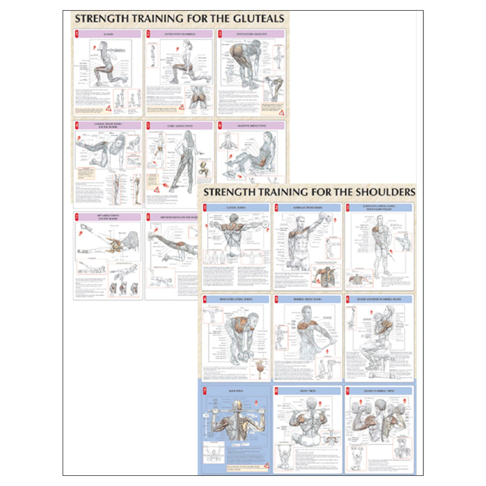 Strength Training Anatomy Poster Series