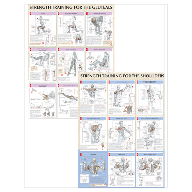Strength Training Anatomy Poster Series