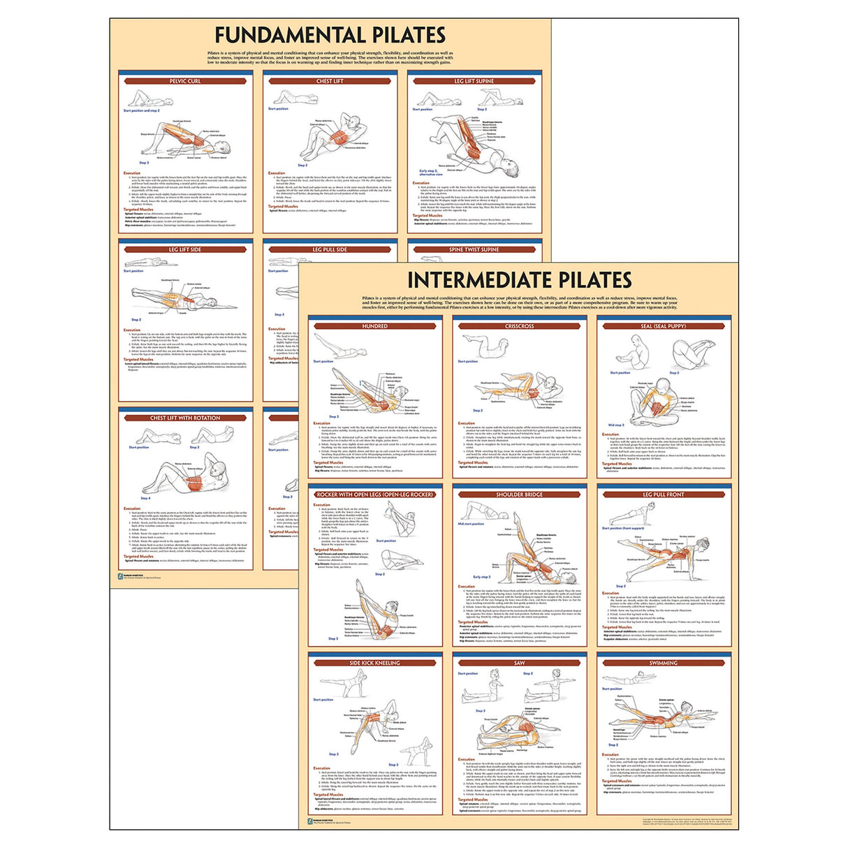 Pilates Anatomy Poster Series
