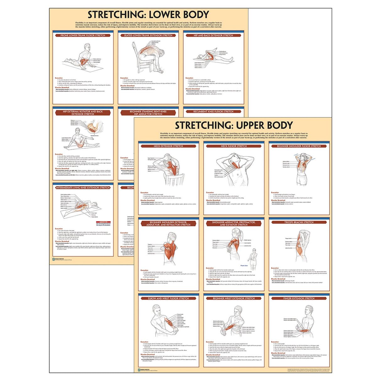 Stretching Anatomy Poster Series