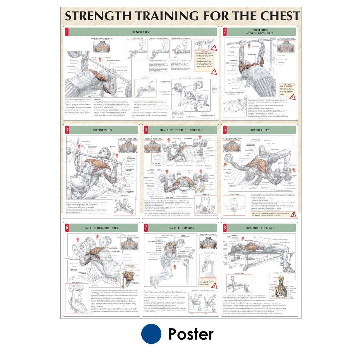 Strength Training for the Chest Poster