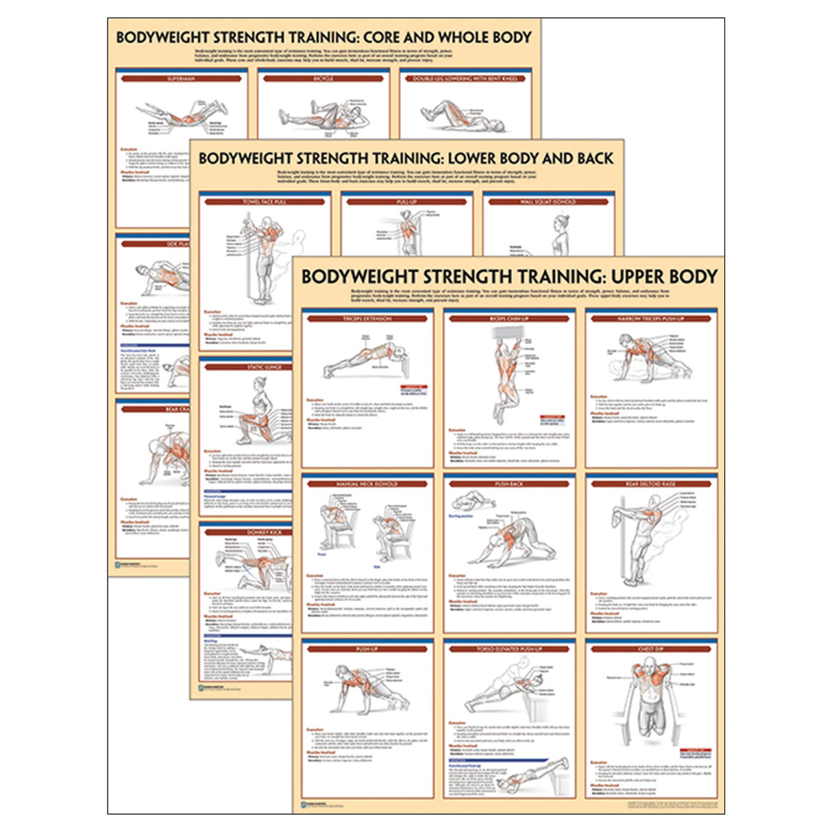 Bodyweight Strength Training Anatomy Poster Series