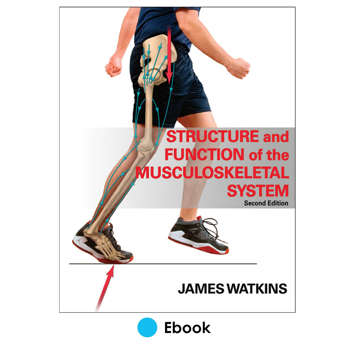 the primary function s of the musculoskeletal system include