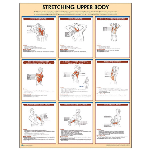Stretching Poster: Upper Body