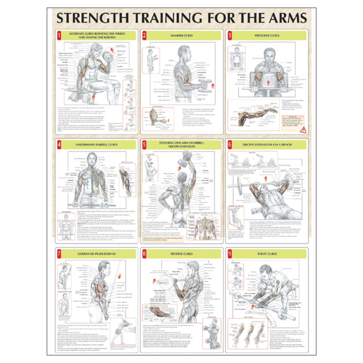 Strength Training for the Arms Poster