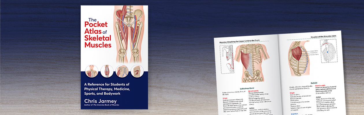Decorative image for The Pocket Atlas of Skeletal Muscles
