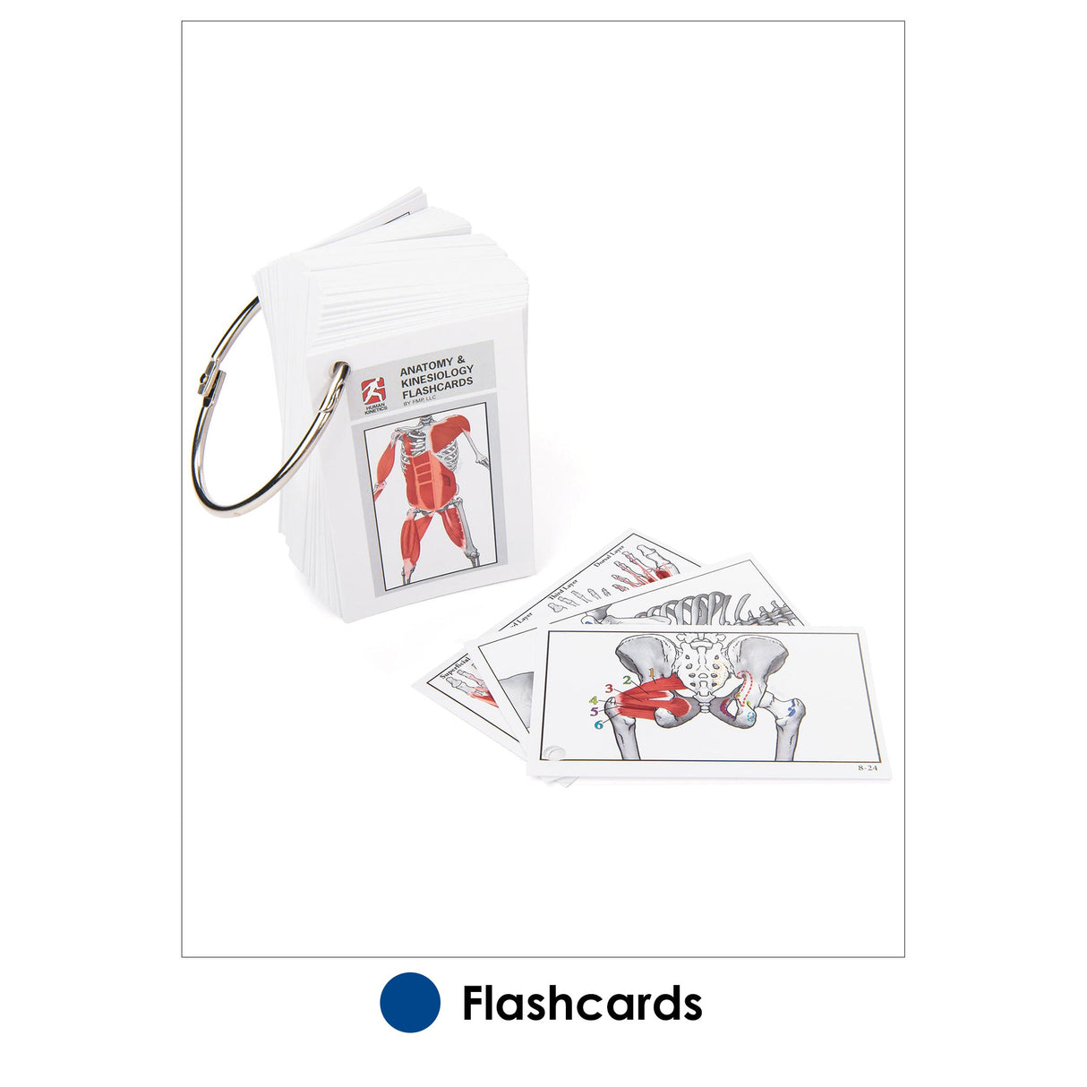 Anatomy & Kinesiology Flashcards