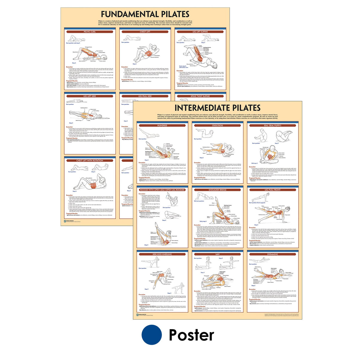 Pilates Anatomy Poster Series