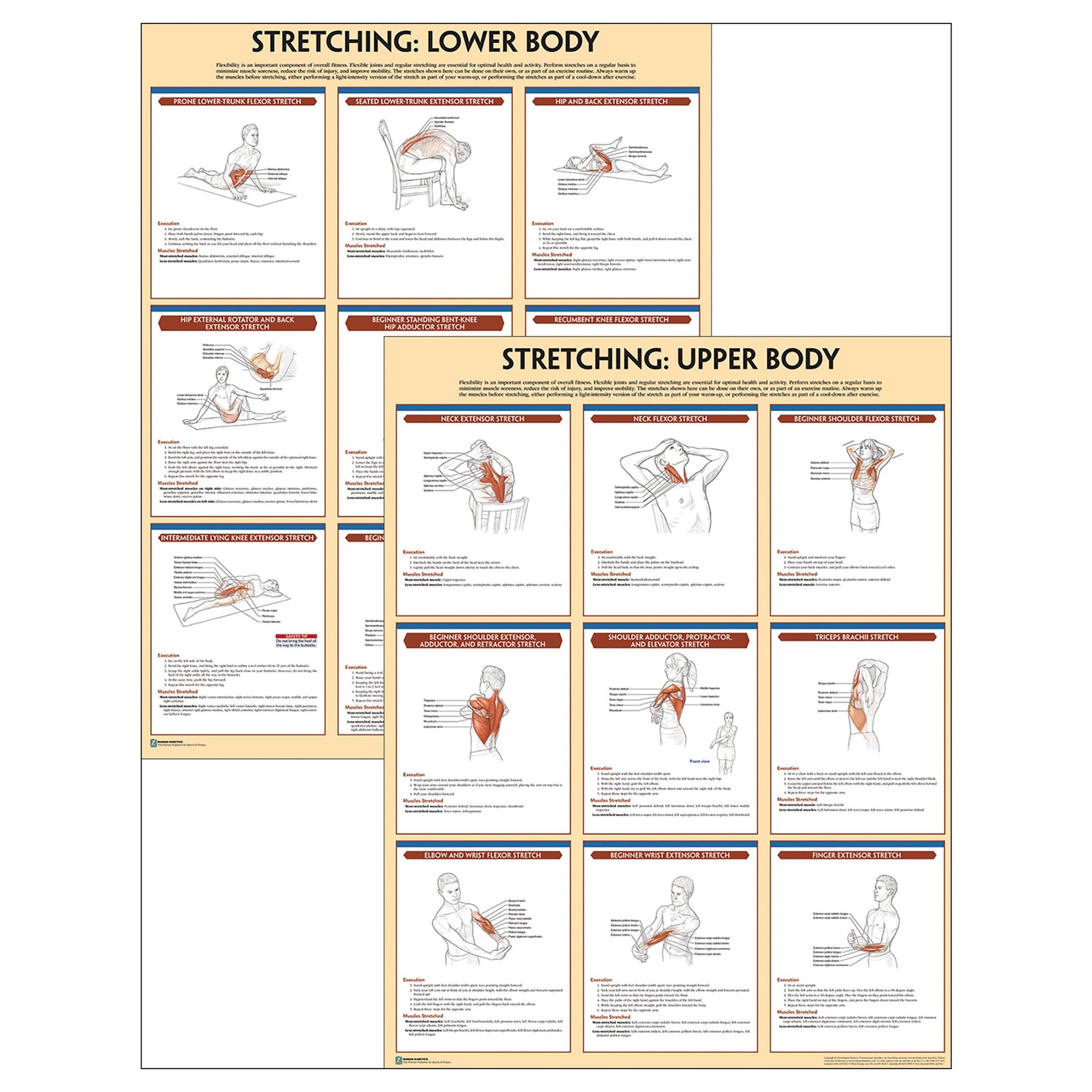 Stretching Anatomy Poster Series – Human Kinetics