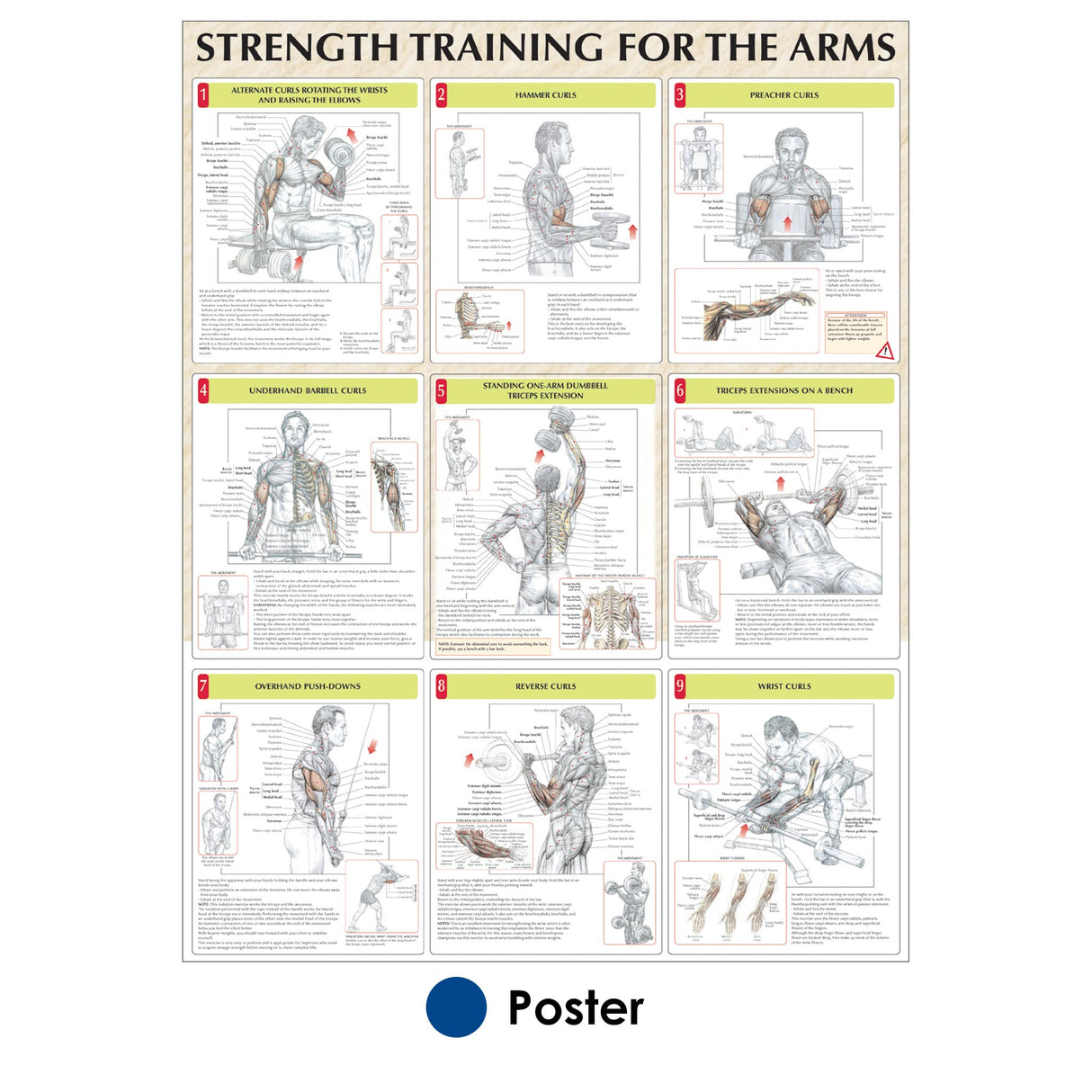 Strength Training for the Arms Poster