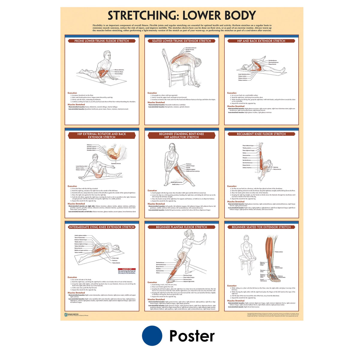 Stretching Poster: Lower Body