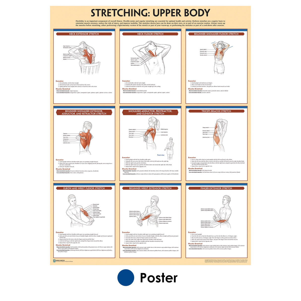 Stretching Poster: Upper Body